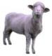 ewe.jpg