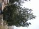 lodgepole pine