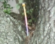 The Bird Pen