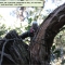 P.A.F.F. at Golden Gate Park, 16.jpg