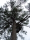 photocomp_wild2.jpg