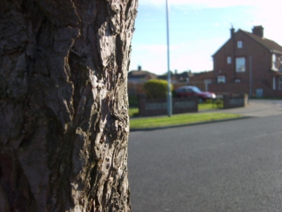 Tree shot #1 Tree shot #1