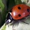 Ladybird