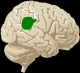 Brain