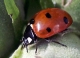 Ladybird