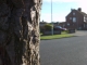 Tree shot #1