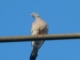 EVIL pigeon