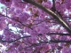Blossom