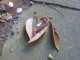 Heart plant