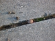 Seed