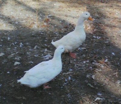 ducks
