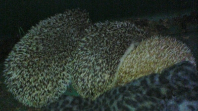 hedgehogs