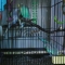 budgies