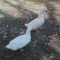 ducks
