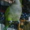 euclid