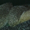 hedgehogs