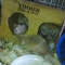 mice