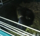 archibald
