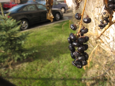 Small Object- Dying Berries
