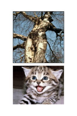 Diptych 4: KITTEN TRUNK
