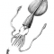 Colossal Squid