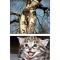 Diptych 4: KITTEN TRUNK