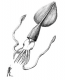 Colossal Squid