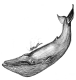 Blue Whale