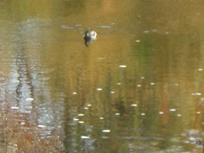 duck_considering_bread.JPG duck_considering_bread.JPG