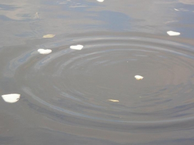 hearts_in_water.JPG hearts_in_water.JPG