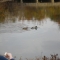 duckmonster_feeding_ducks.JPG