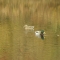 ducks.JPG