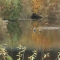 now_there_are_ducks!.JPG