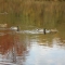 so_many_ducks.JPG
