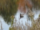 boy_duck.JPG