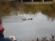 duckmonster_feeding_ducks.JPG