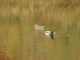 ducks.JPG