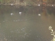 ducks_not_paying_attention.JPG