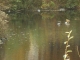 ducks_rejecting_duckmonster.JPG