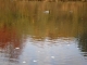 hearts_and_ducks.JPG