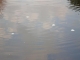 more_hearts_in_water.JPG