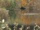 now_there_are_ducks!.JPG