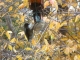 titmouse.JPG