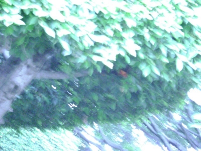DSC00833.JPG