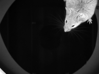 epiwhite-circle_T3.jpg