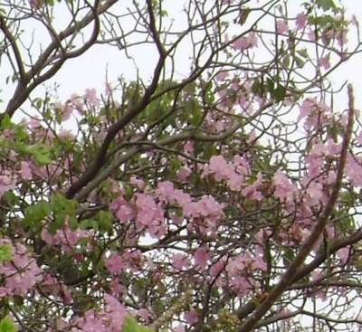 flores2.JPG flores2.JPG