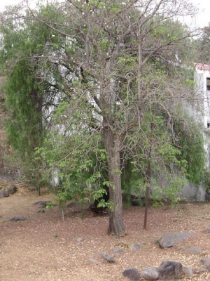 flores.JPG flores.JPG