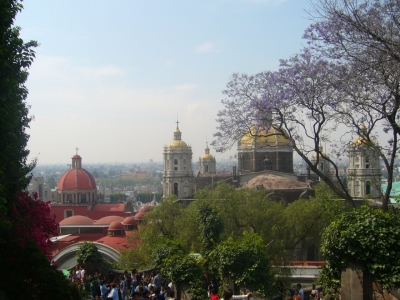 jacaranda.JPG jacaranda.JPG