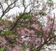 flores2.JPG