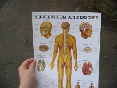 THE HUMAN NERVOUS SYSTEM